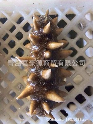 【現(xiàn)貨供應(yīng) 海參 即食刺參 海鮮水產(chǎn)品干海參 規(guī)格齊全 【圖】】?jī)r(jià)格,廠(chǎng)家,圖片,軟體類(lèi),青島富豪源商貿(mào)-